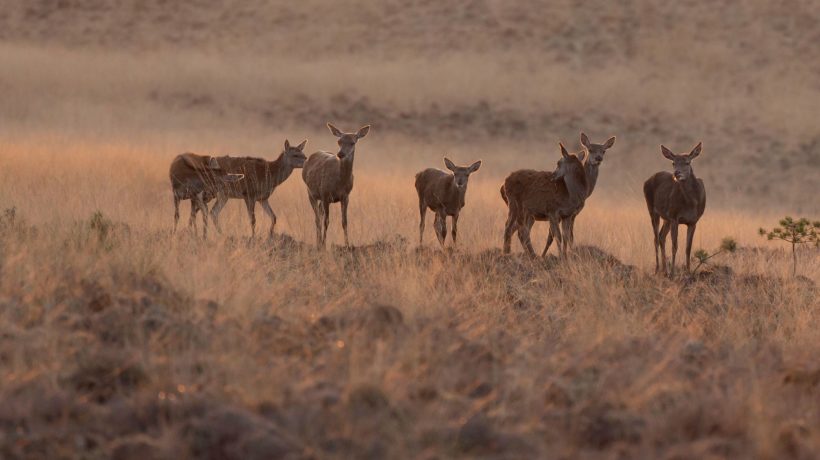 Herten Foto: Natuurmonumenten Chris Wolters