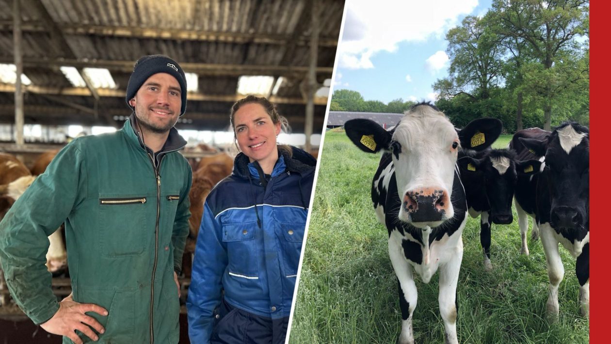 Links: Maaike en Joël. Rechts: een koe