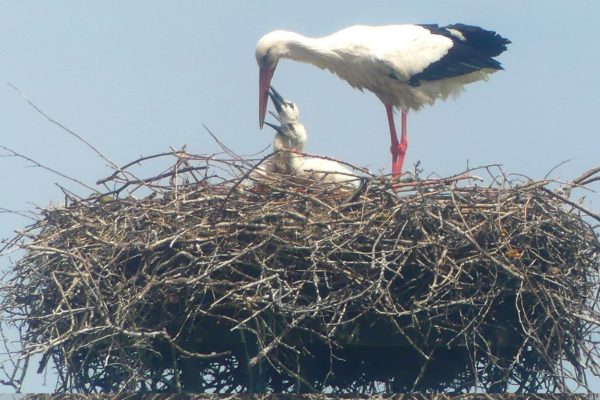 Twee jonge ooievaars geboren in de Velperwaard Foto: Marieke van de Linde