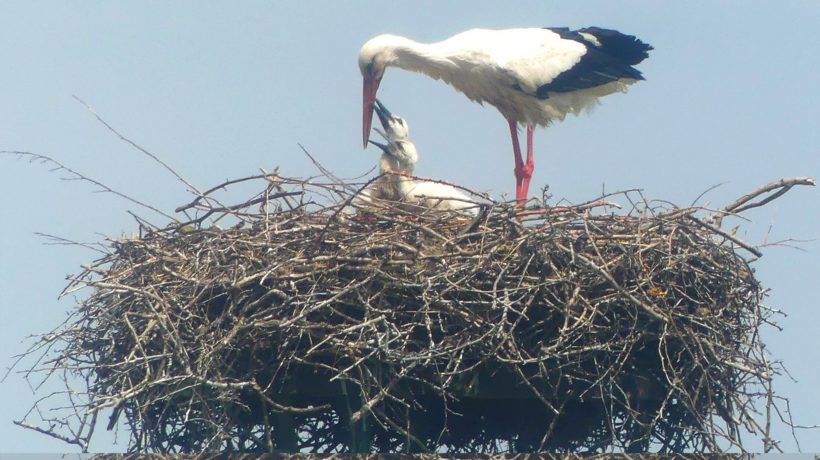 Twee jonge ooievaars geboren in de Velperwaard Foto: Marieke van de Linde