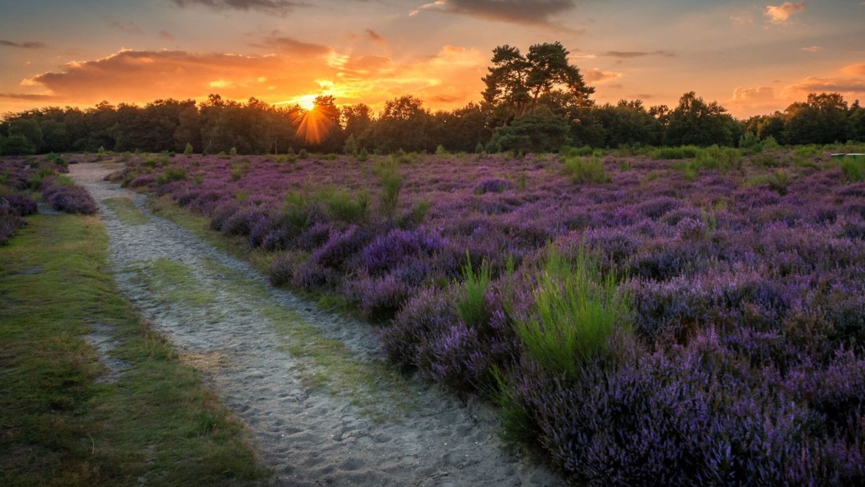 Veluwezoom Foto: Natuurmonumenten