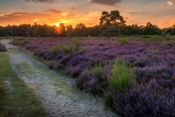 Veluwezoom Foto: Natuurmonumenten