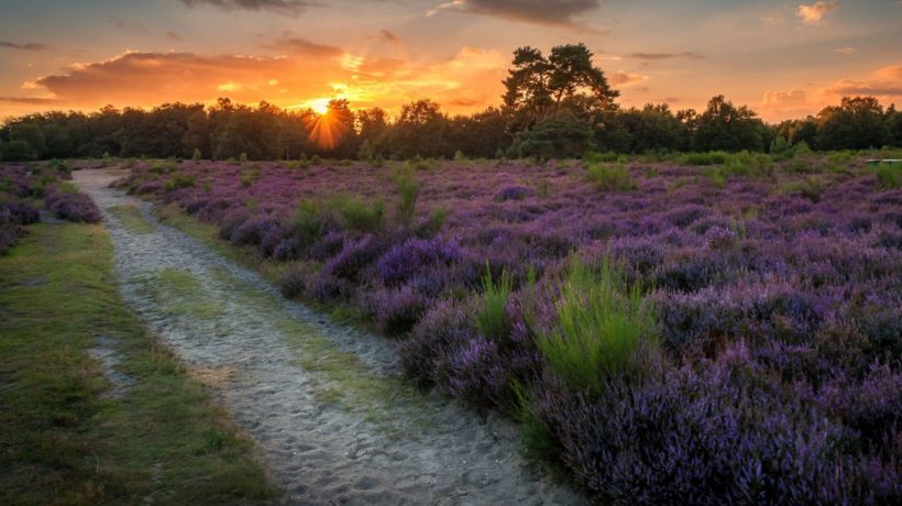 Veluwezoom Foto: Natuurmonumenten