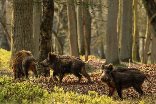 Zwijnen Foto: Natuurmonumenten