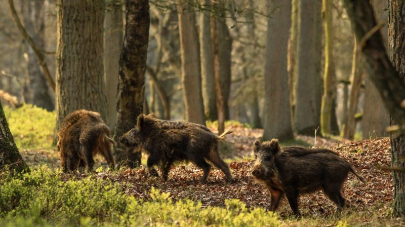 Zwijnen Foto: Natuurmonumenten