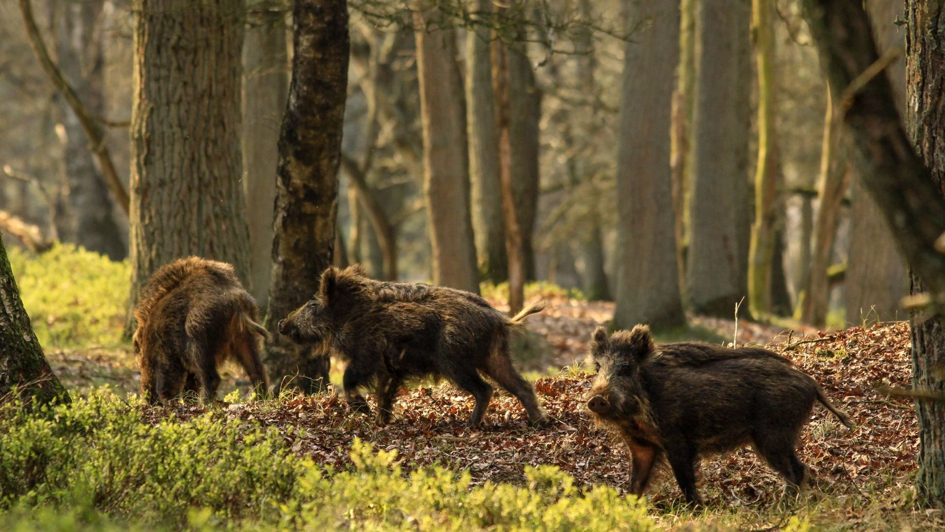 Gids neemt wandelaars mee tijdens winterwandeling door de Onzalige Bossen