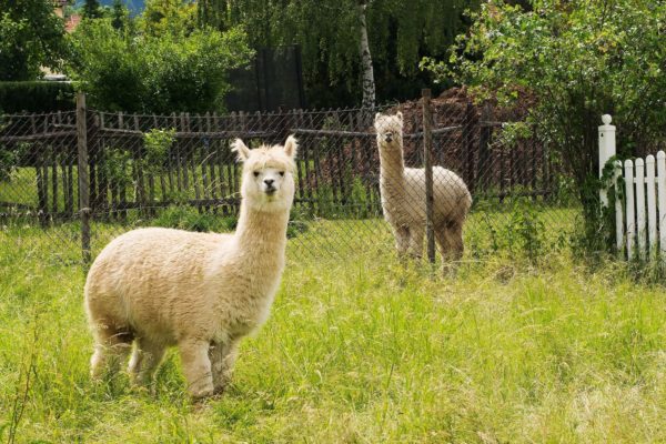 Hoewel Alpaca's er heel knuffelbaar uit zien