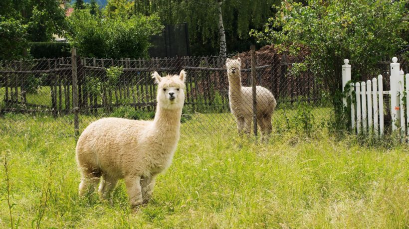 Hoewel Alpaca's er heel knuffelbaar uit zien