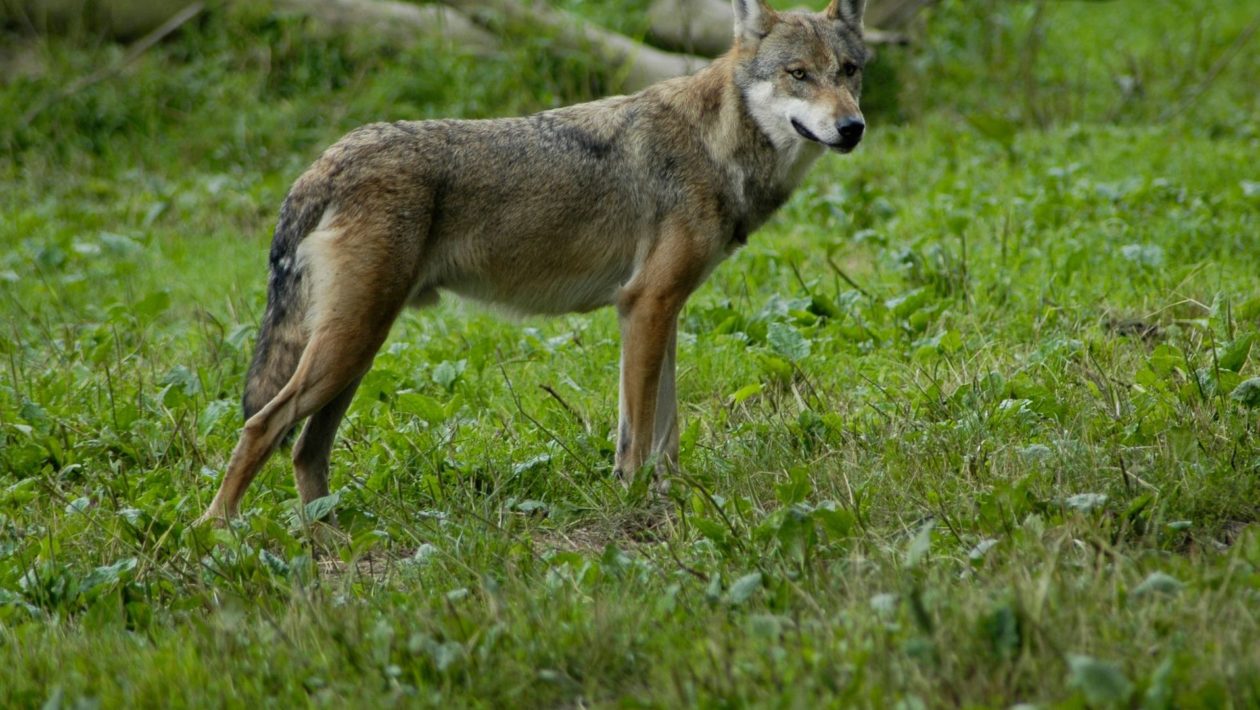 Wolf Foto: Natuurmonumenten