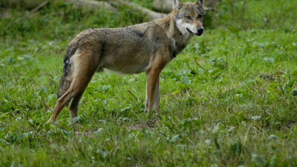 Wolf Foto: Natuurmonumenten