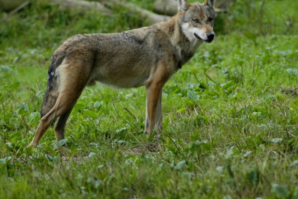 Wolf Foto: Natuurmonumenten