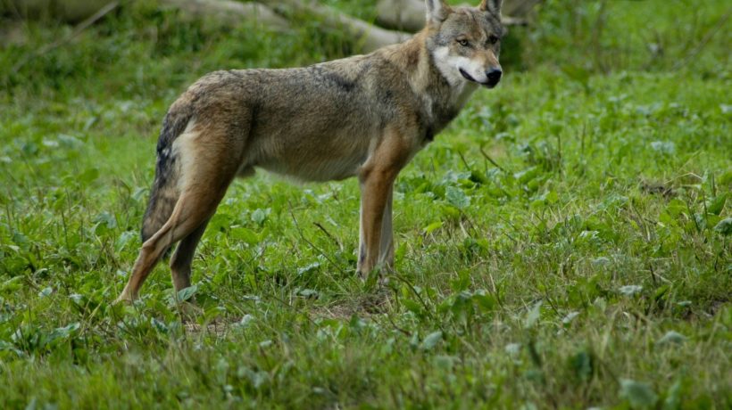 Wolf Foto: Natuurmonumenten