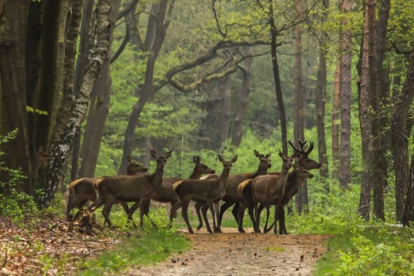 Edelherten op de Veluwezoom Foto: Natuurmonumenten