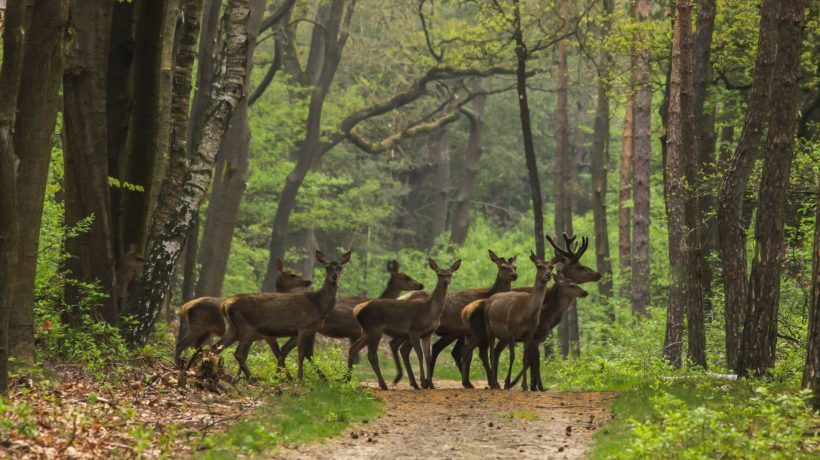 Edelherten op de Veluwezoom Foto: Natuurmonumenten