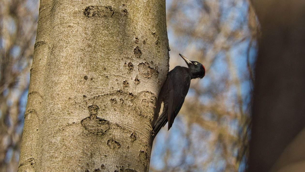 Onder andere de zwarte specht werd weer vaker gespot. Foto: Omroep Gelderland