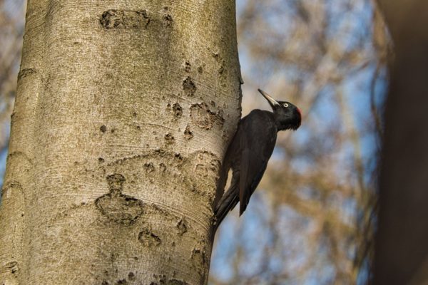 Onder andere de zwarte specht werd weer vaker gespot. Foto: Omroep Gelderland