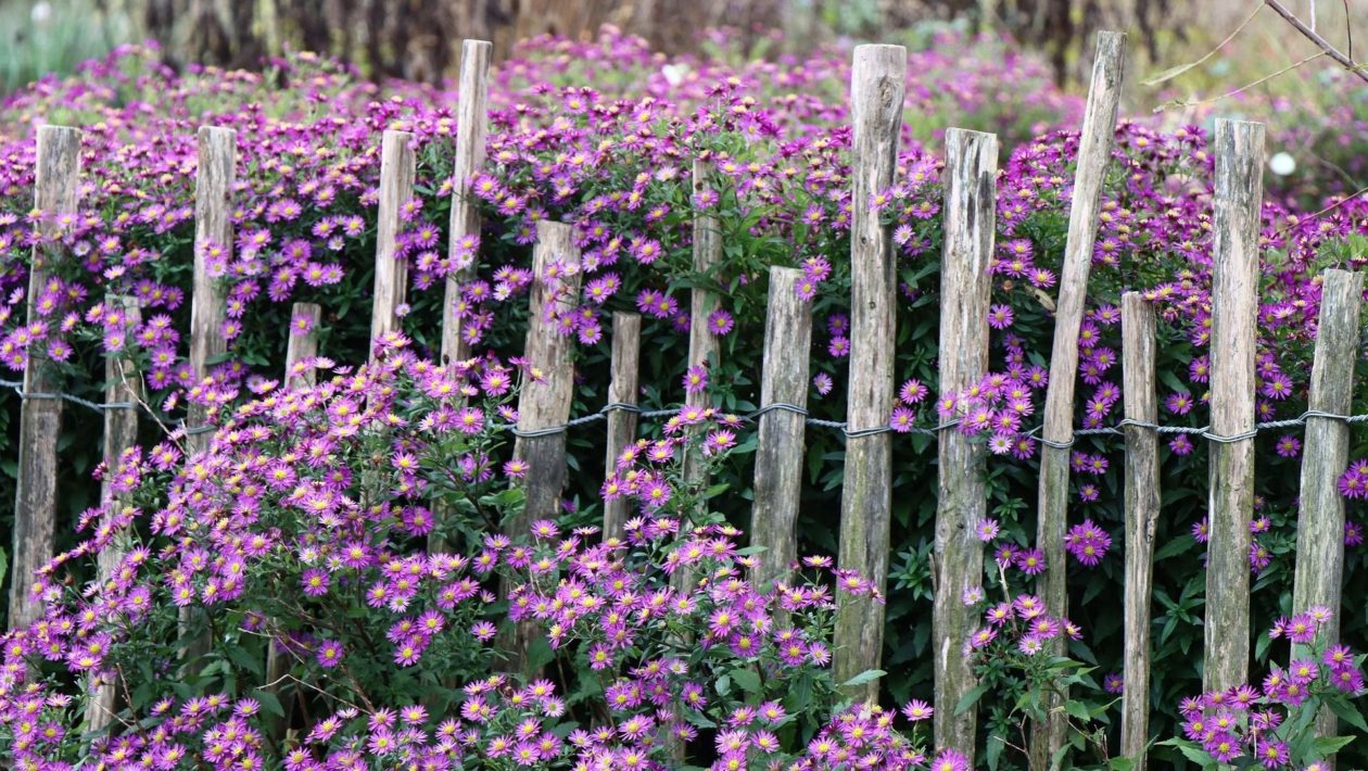 Foto van een tuin ter illustratie Foto: Pixabay
