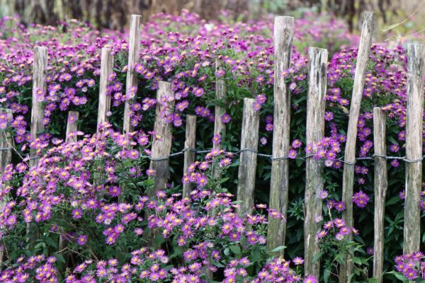 Foto van een tuin ter illustratie Foto: Pixabay