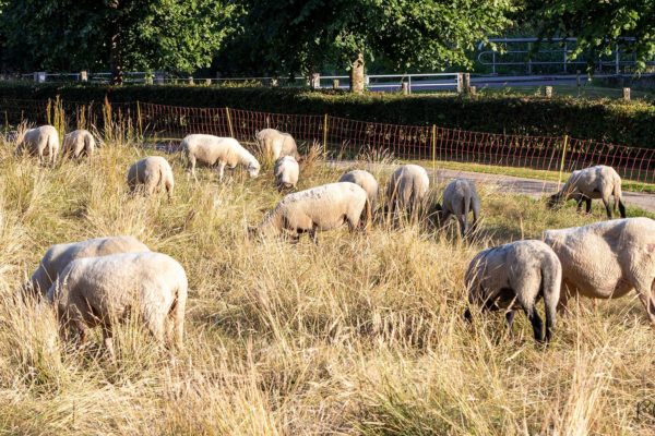Schapen nog niet weg in Rheden
