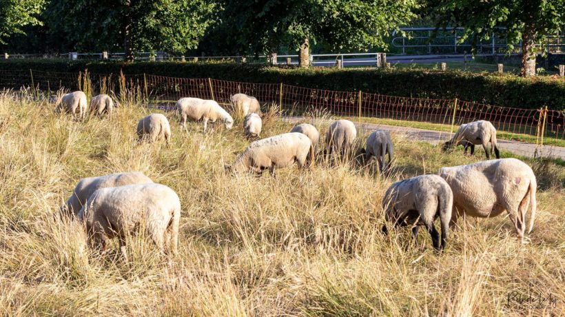 Schapen nog niet weg in Rheden