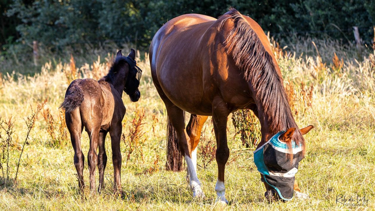 Veulen met pech groeit op met liefde in Velp-Zuid Foto: Rob de Lelij