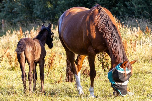 Veulen met pech groeit op met liefde in Velp-Zuid Foto: Rob de Lelij