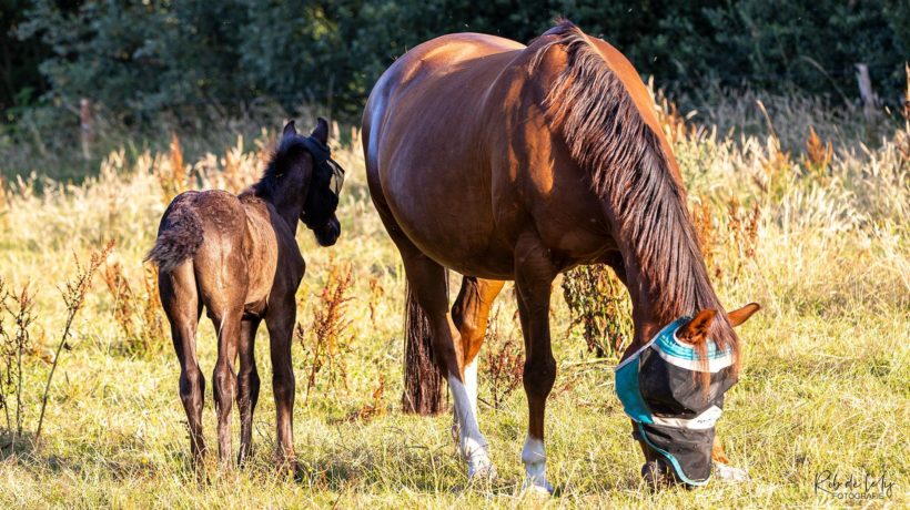 Veulen met pech groeit op met liefde in Velp-Zuid Foto: Rob de Lelij