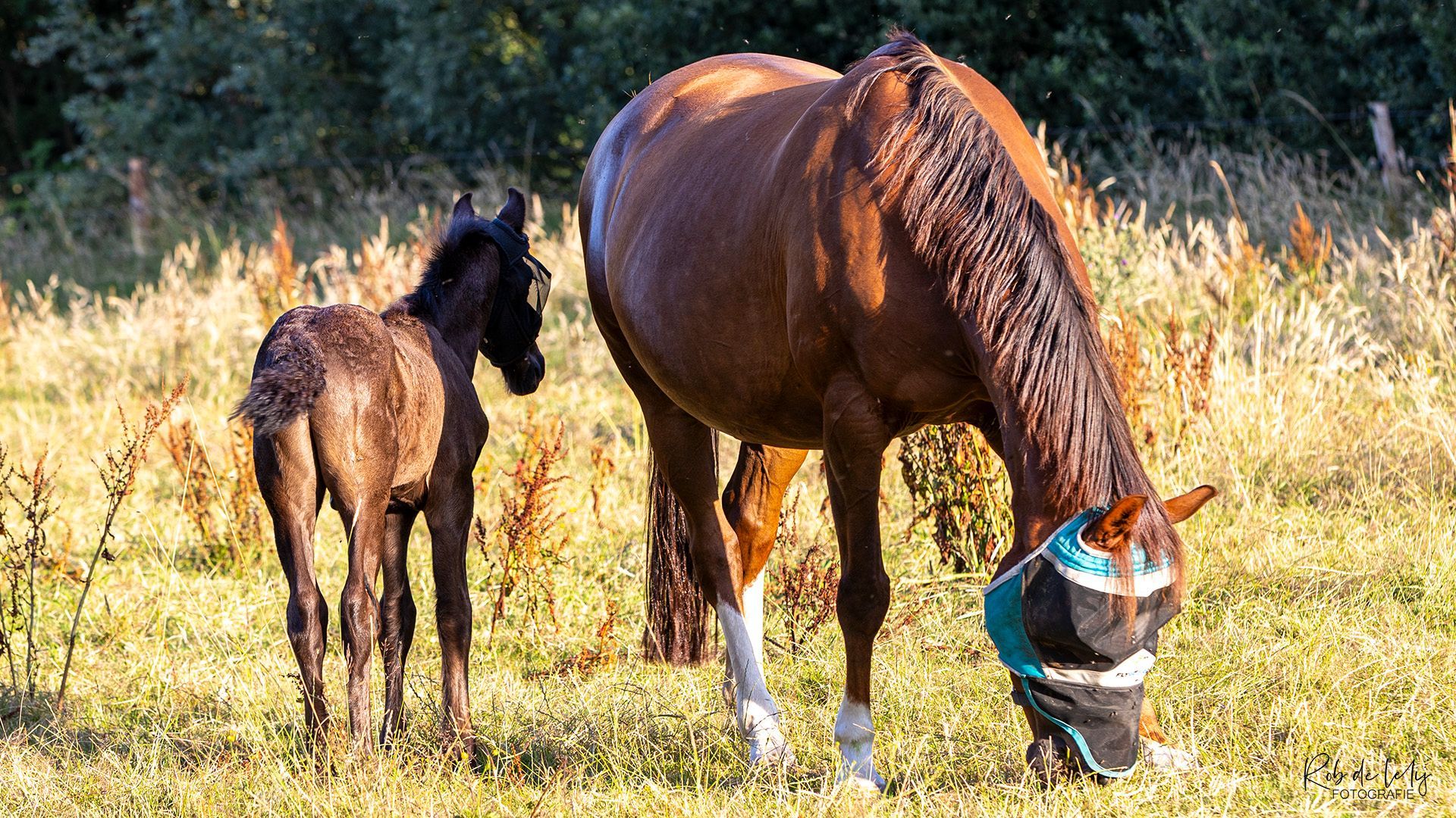 Veulen zonder moeder groeit op met adoptiemoeder in Velp