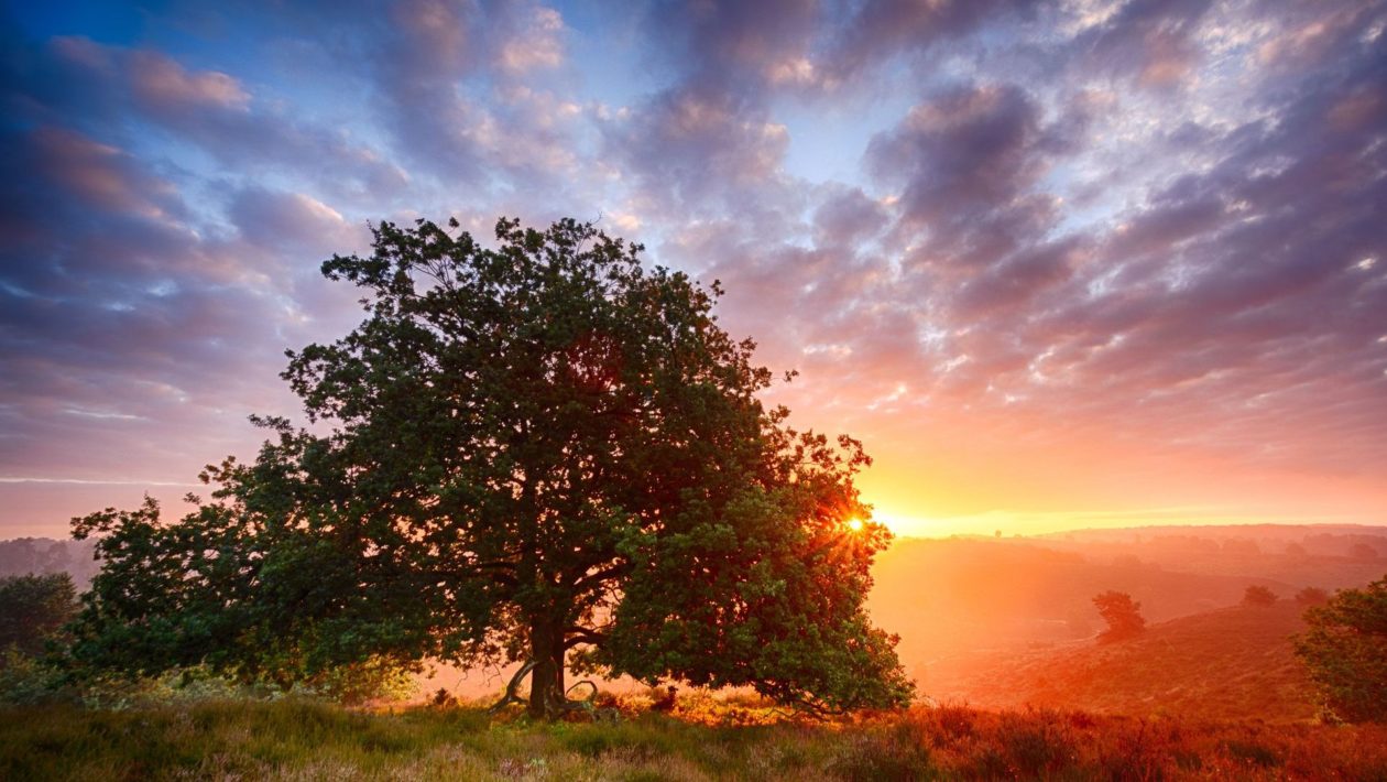 Nationaal Park Veluwezoom in de ochtend Foto: Natuurmonumenten