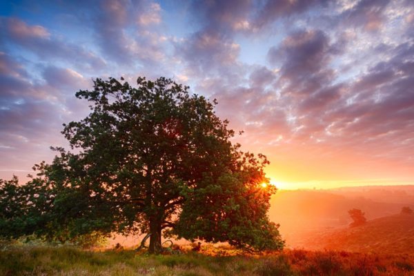 Nationaal Park Veluwezoom in de ochtend Foto: Natuurmonumenten