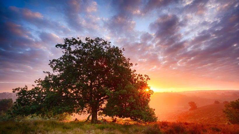 Nationaal Park Veluwezoom in de ochtend Foto: Natuurmonumenten