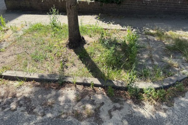 Rheden kiest voor maaien in plaats van schoffelen bij boomspiegel Foto: Martin Slijper