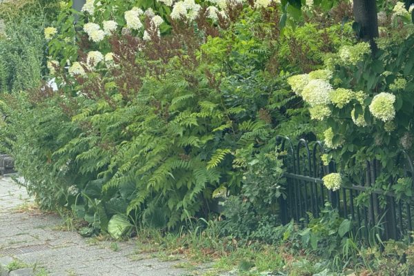 Gemeente belooft handhaving bij overhangend groen Foto: Martin Slijper