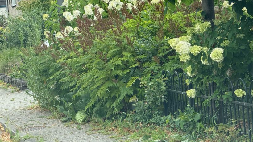 Gemeente belooft handhaving bij overhangend groen Foto: Martin Slijper