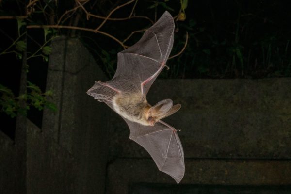 Vleermuizen op Veluwezoom Foto: Natuurmonumenten