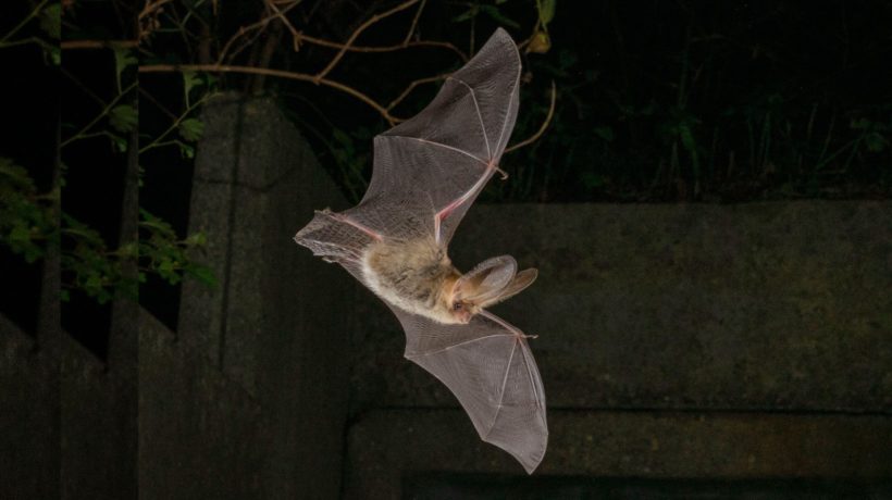 Vleermuizen op Veluwezoom Foto: Natuurmonumenten