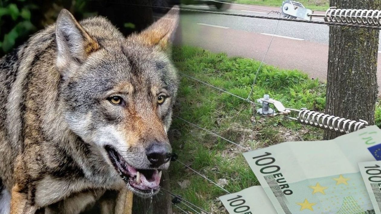 Er is veel interesse in wolfwerende maatregelen. Foto: Omroep Gelderland