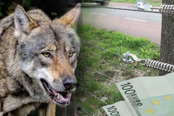 Er is veel interesse in wolfwerende maatregelen. Foto: Omroep Gelderland
