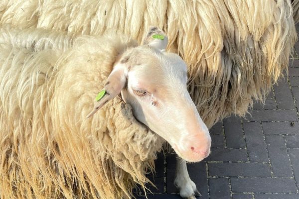 Schaap Foto: Martin Slijper