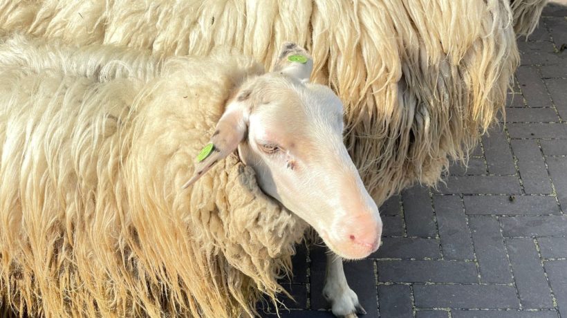Schaap Foto: Martin Slijper