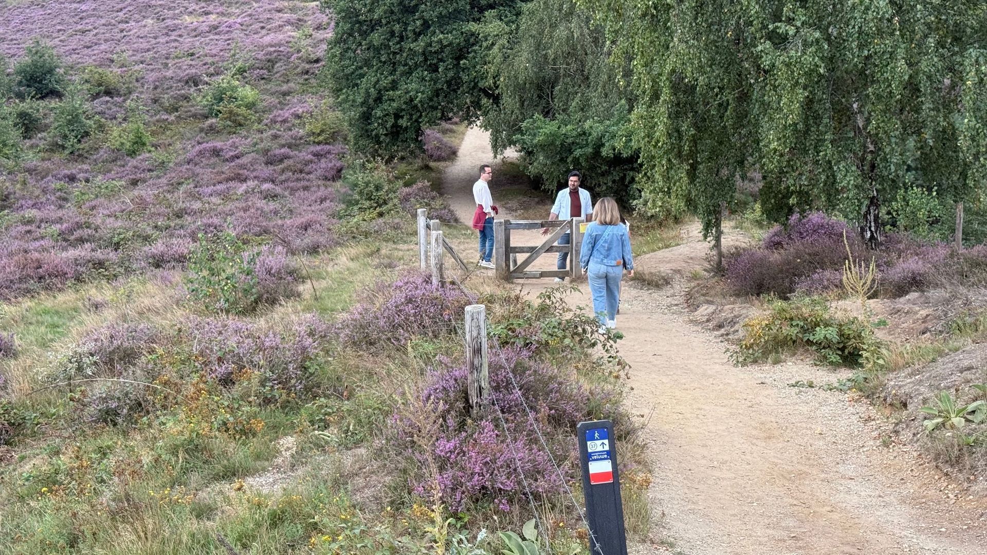 Gratis Fietsexcursie Van IVN Door De Paarse Heide Over De Posbank 