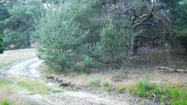 Vier welpen uit een wolvenroedel bij elkaar