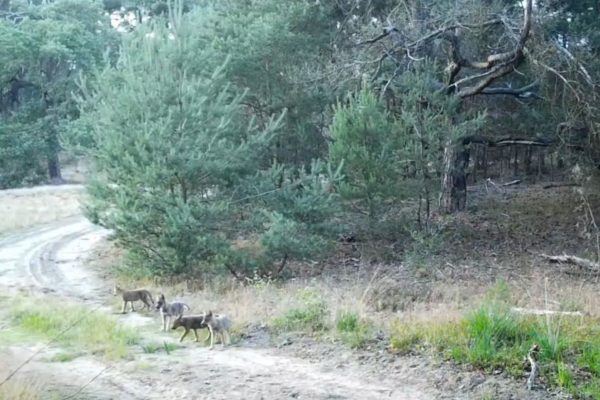 Vier welpen uit een wolvenroedel bij elkaar