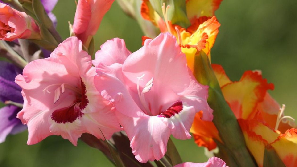 Gladiolenfestival in Laag-Soeren Foto: Pixabay