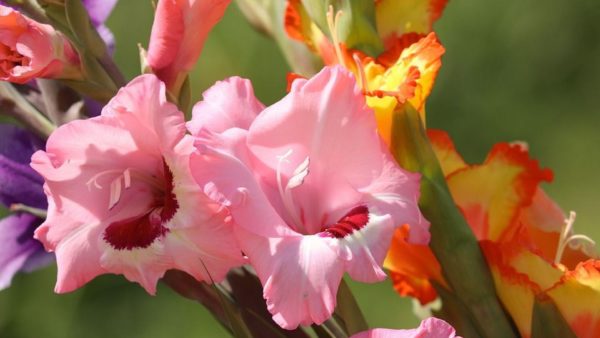 Gladiolenfestival in Laag-Soeren Foto: Pixabay