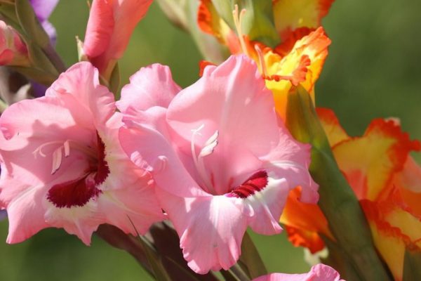 Gladiolenfestival in Laag-Soeren Foto: Pixabay