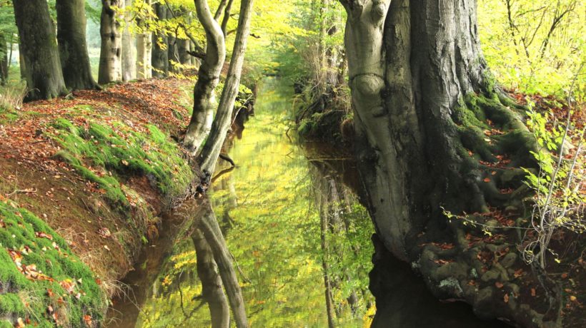 Bos Foto: Natuurmonumenten