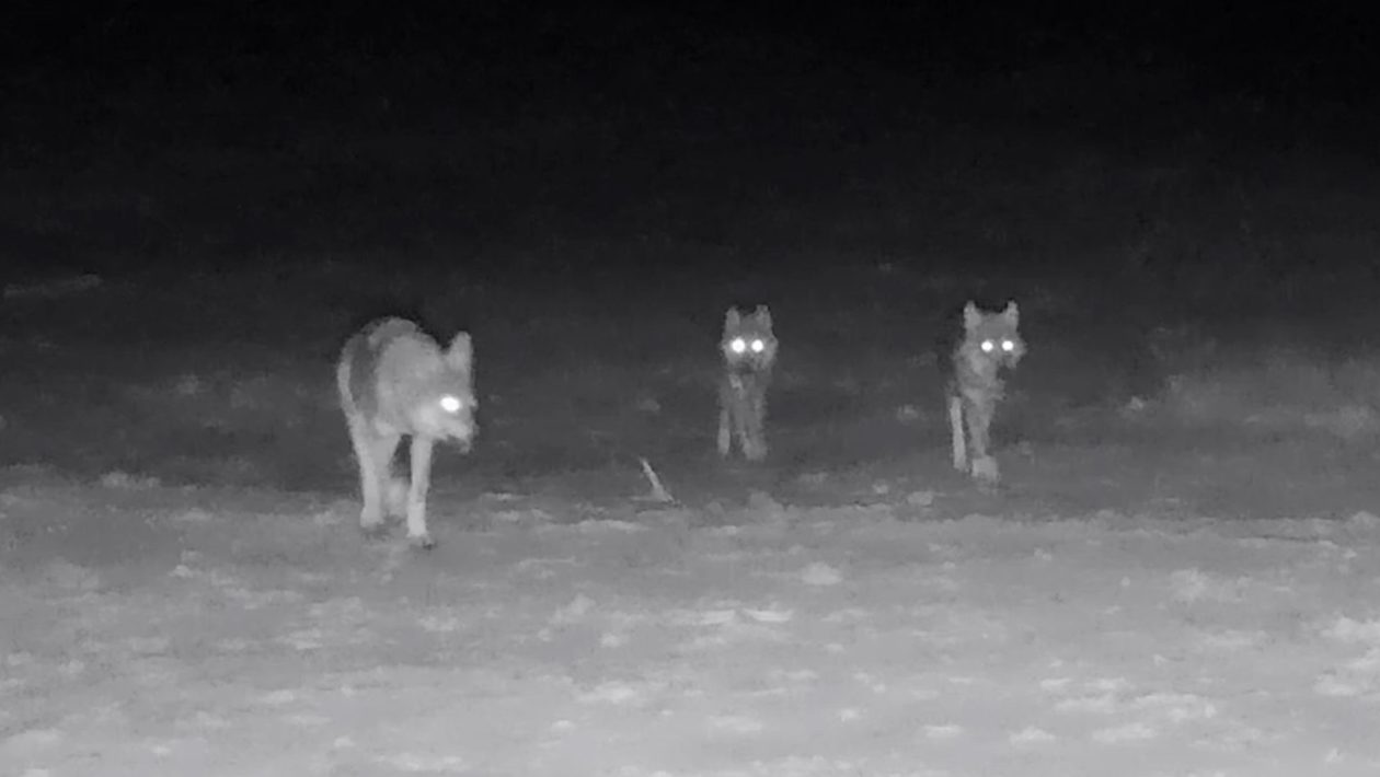 Dit zijn de eerste beelden van de welpen van de Zuidwest-Veluwe. Foto: Natuurmonumenten