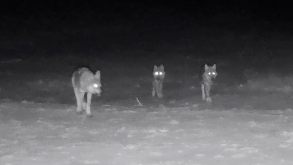 Dit zijn de eerste beelden van de welpen van de Zuidwest-Veluwe. Foto: Natuurmonumenten