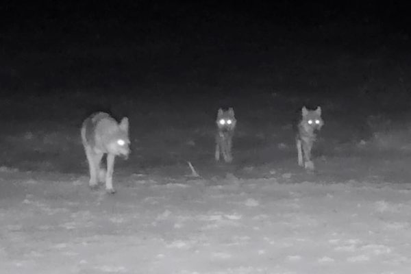 Dit zijn de eerste beelden van de welpen van de Zuidwest-Veluwe. Foto: Natuurmonumenten